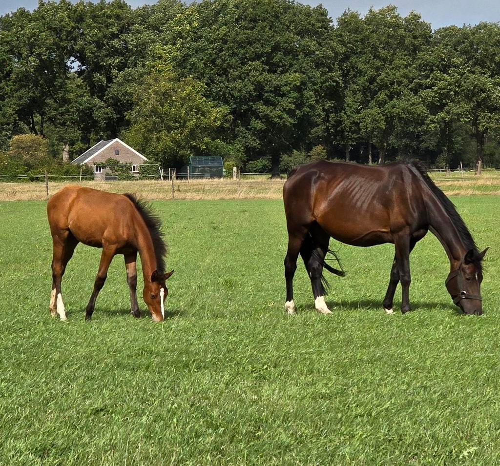 Te koop Draagmerrie, Dieren en Toebehoren, Stalling en Weidegang