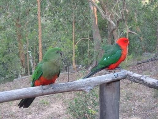 Gezocht jonge koningsparkiet, Dieren en Toebehoren, Vogels | Parkieten en Papegaaien, Meerdere dieren, Parkiet