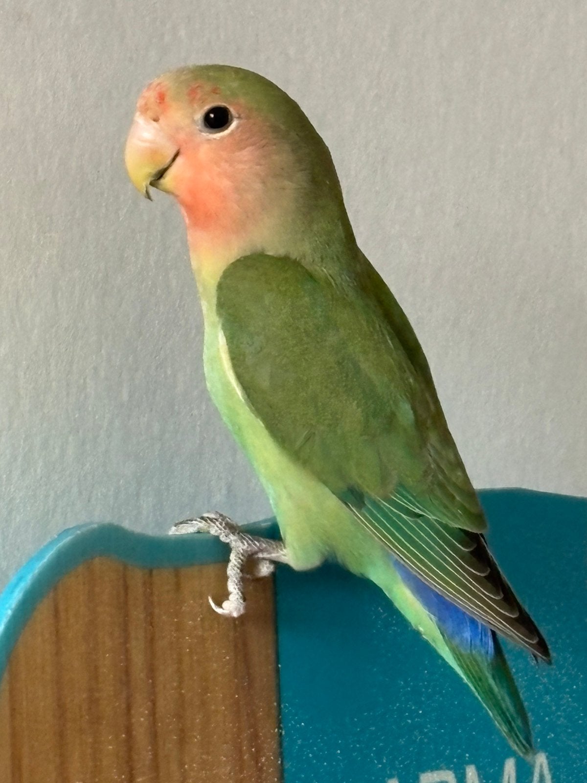 Aggapornis roseicollis wildkleur, Geslacht onbekend, Dwergpapegaai of Agapornis, Tam