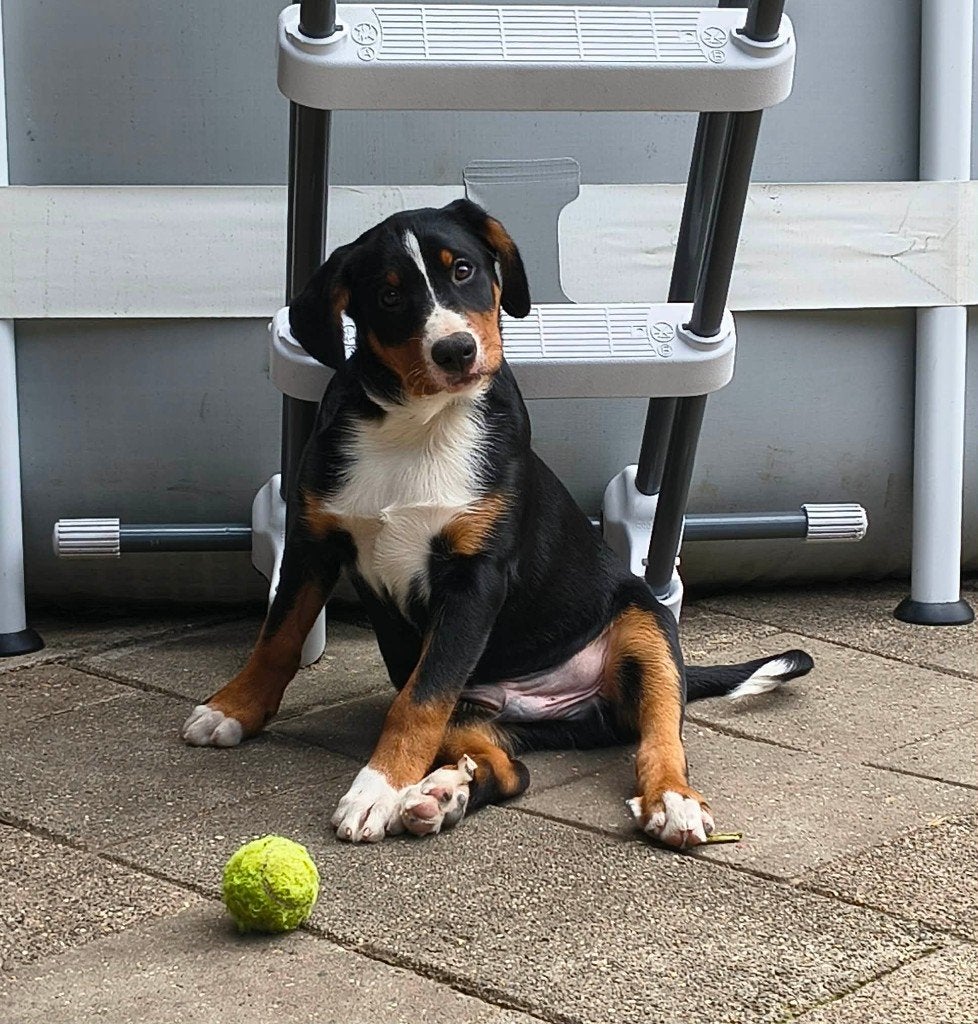 Appenzeller Sennen pups, Parvo, 8 tot 15 weken, Meerdere, Nederland