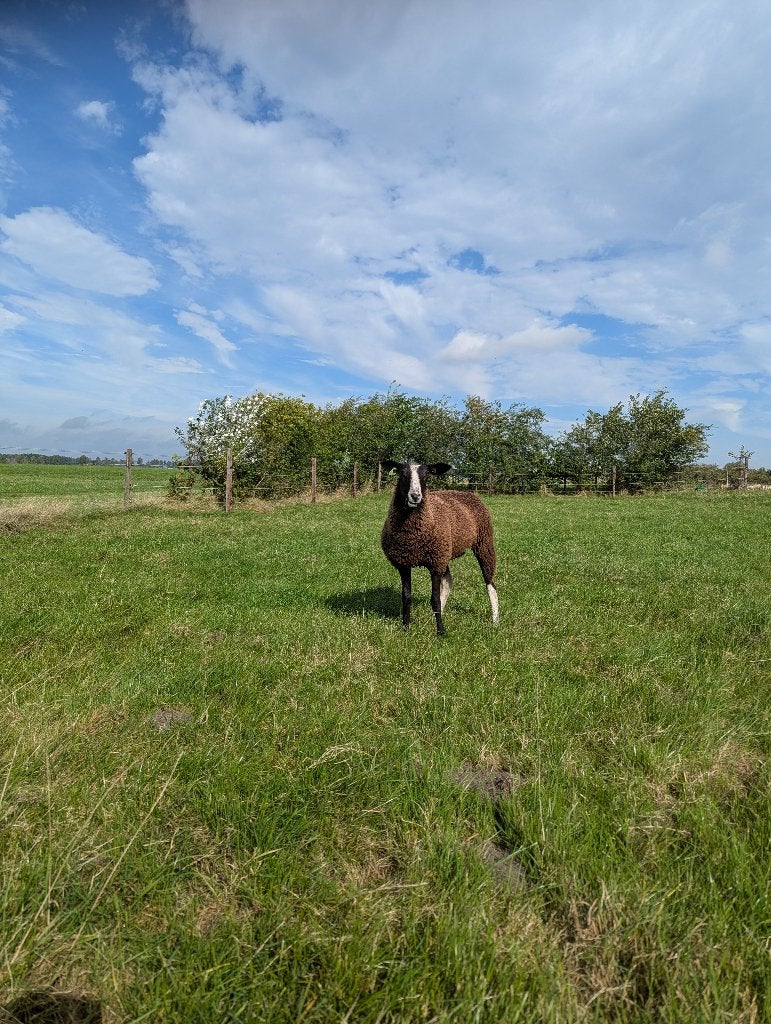 mooie zwartbles ooi lammeren, Dieren en Toebehoren, Vrouwelijk, Schaap, 0 tot 2 jaar