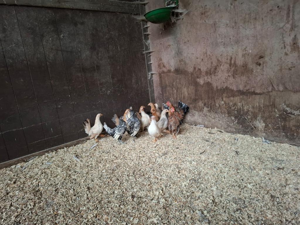 Serama hennetjes en een aantal haantjes, Dieren en Toebehoren, Pluimvee, Meerdere dieren, Kip