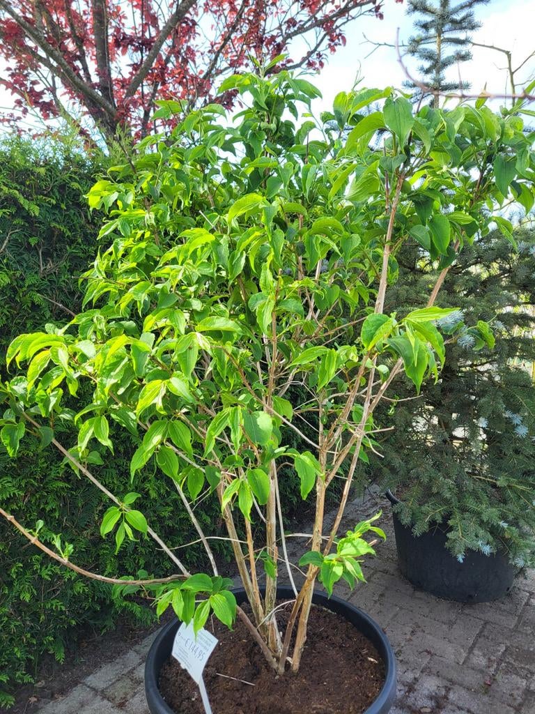 Heptacodium miconiodes ms 125-150cm (zevenzonenboom), Ophalen, Overige soorten, Volle zon