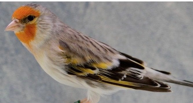 Kruising distelvink kanarie, Mannelijk