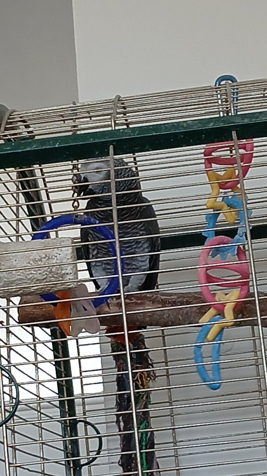 schilderen voor 100 euro per dag, Dieren en Toebehoren, Vogels | Parkieten en Papegaaien, Papegaai