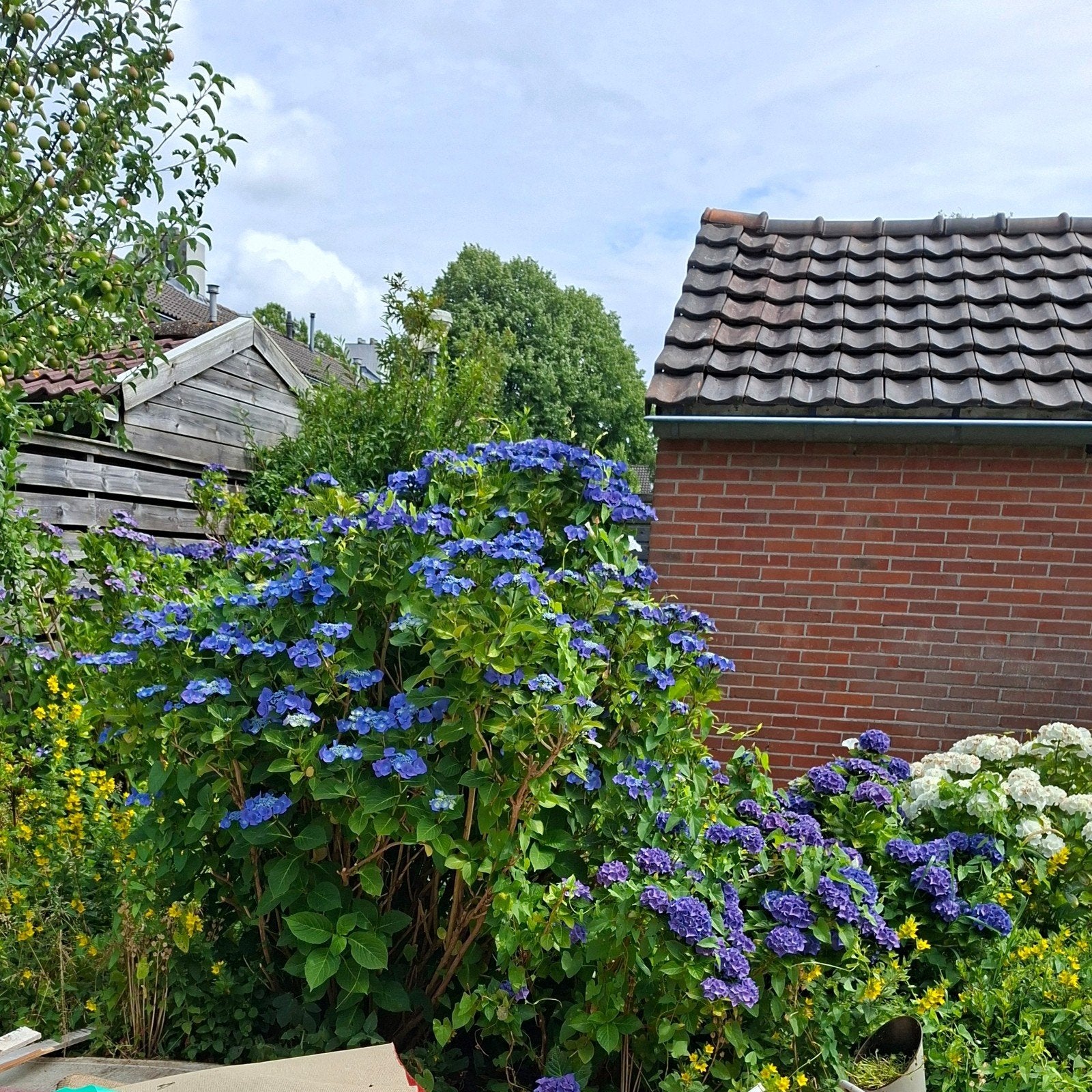 Blauwe hortensia zelf uitspitten gratis af te halen, 100 tot 250 cm, Zomer, Palmboom, Ophalen