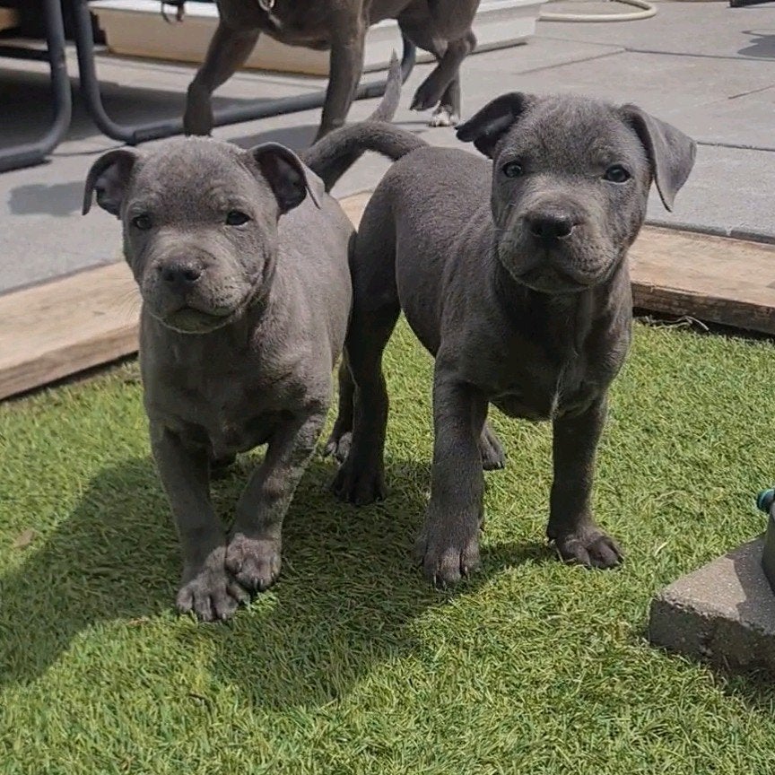 Blauwe Engelse Stafford Bullterriër reutjes met FCI stamboom, Dieren en Toebehoren, 8 tot 15 weken, Meerdere, Nederland, Fokker | Hobbymatig