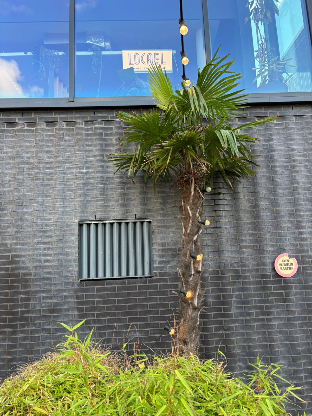 palmbomen, 250 tot 400 cm, Zomer, Palmboom, Ophalen