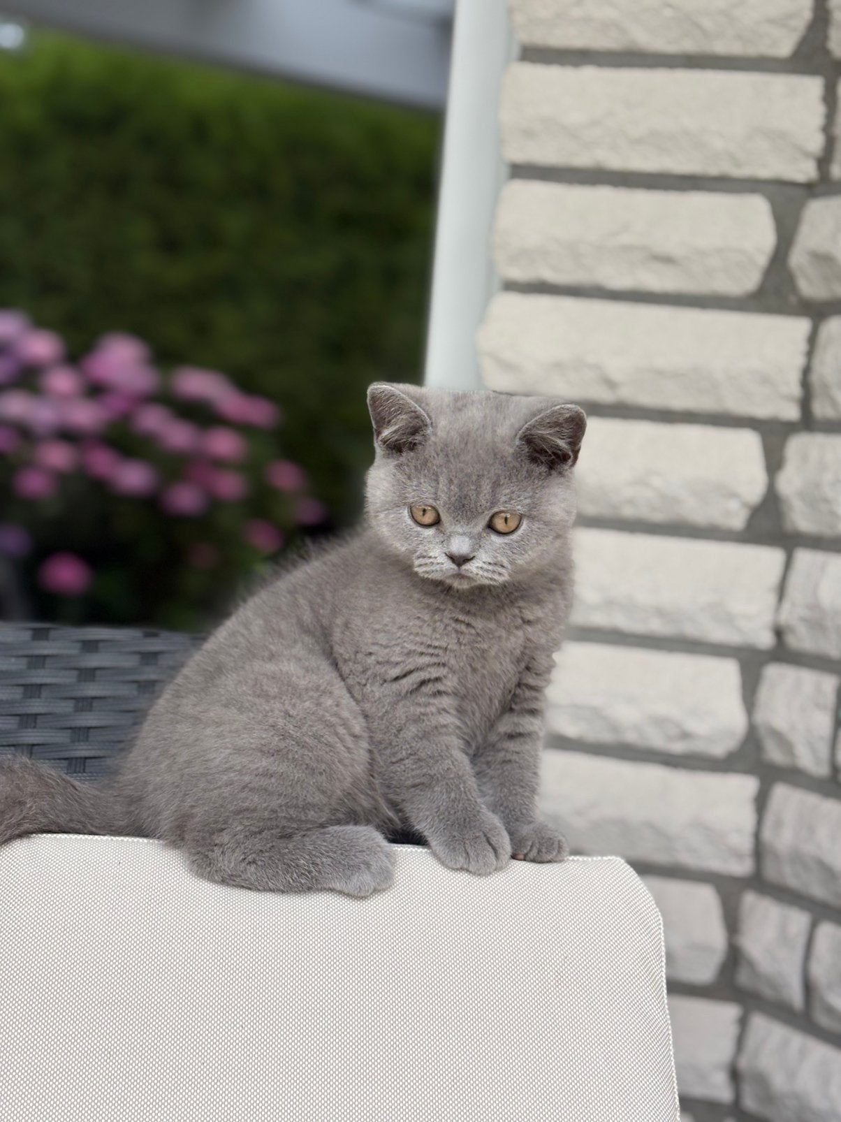 Lief Brits korthaar katertje zoekt een warm thuis, Kater, Met stamboom, 0 tot 2 jaar