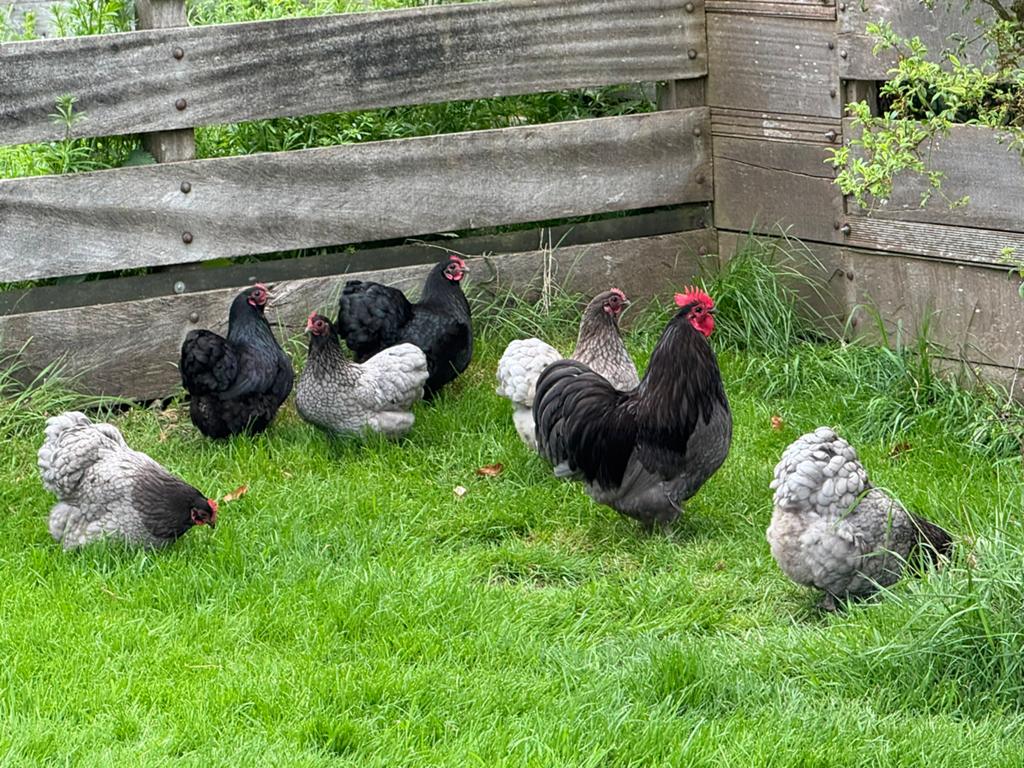 Broedeieren🐣Orpington kriel, Dieren en Toebehoren, Pluimvee, Meerdere dieren, Kip