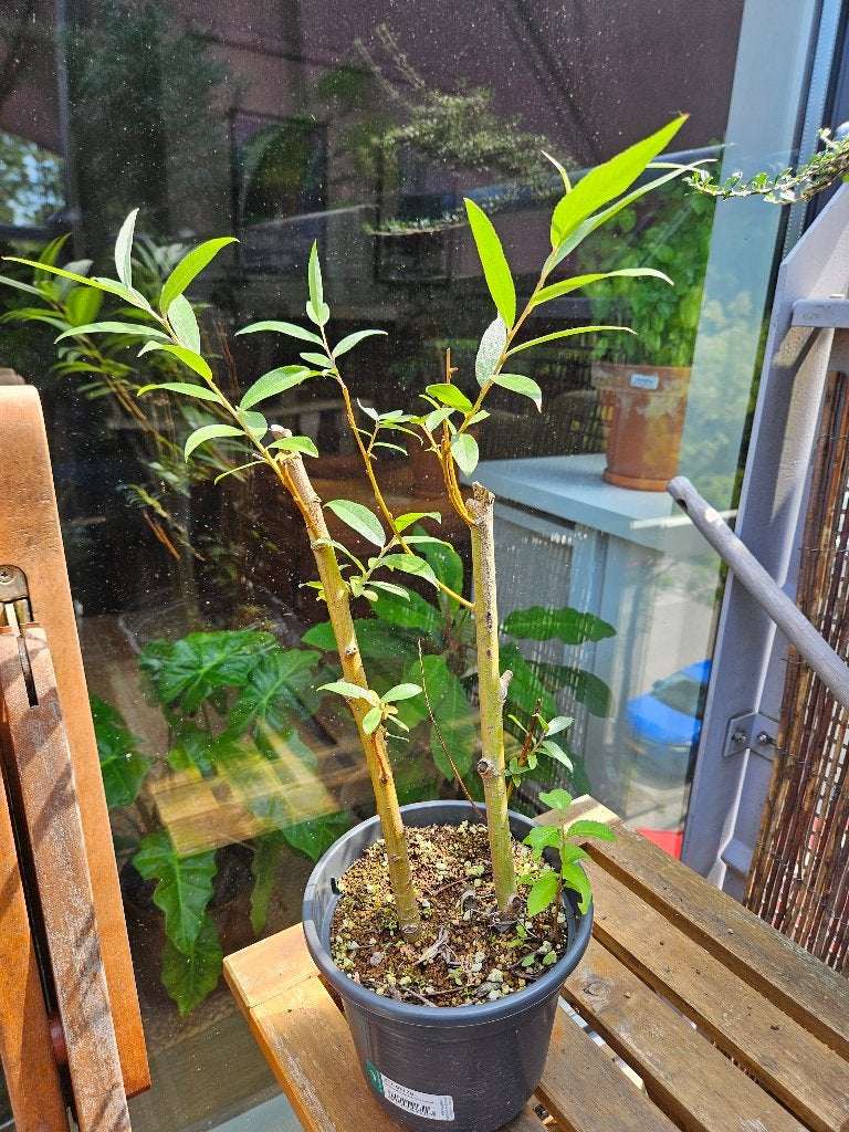 Salix alba - Wilg stekjes, Tuin en Terras, Planten | Bomen, Overige soorten, Lente, Minder dan 100 cm, Ophalen