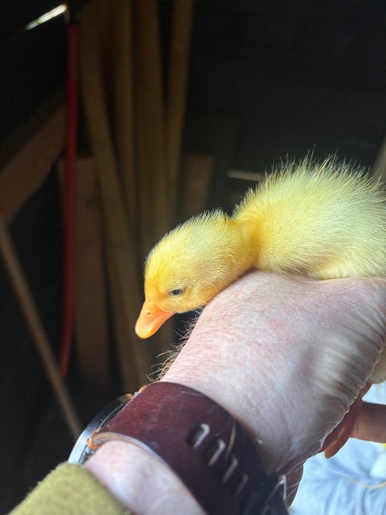 Pulletjes, Dieren en Toebehoren, Geslacht onbekend, Eend