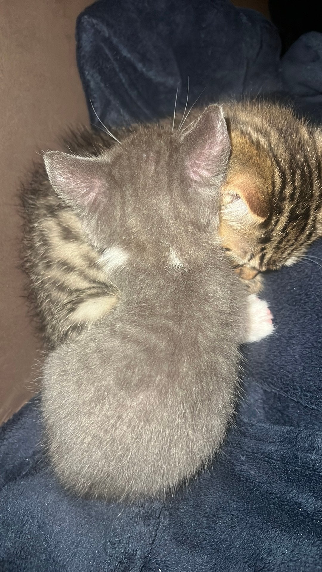 Kitten, Kleding | Dames, Gelegenheidskleding, Ophalen, Zo goed als nieuw, Zwart, Overige typen