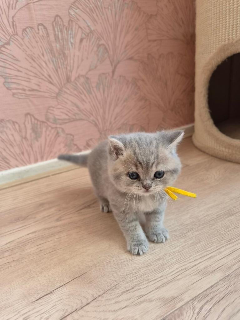 Britse korthaar kittens, Meerdere dieren, Ontwormd, 0 tot 2 jaar