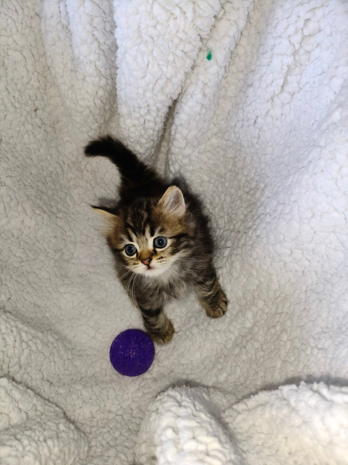 Siberisch boskat / pers kittens (katertjes), Kater, Ontwormd, 0 tot 2 jaar