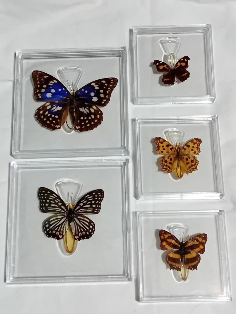 5 vlinders in plastic tegeltjes - Decoratie, Ophalen of Verzenden, Nieuw, Insect, Overige typen