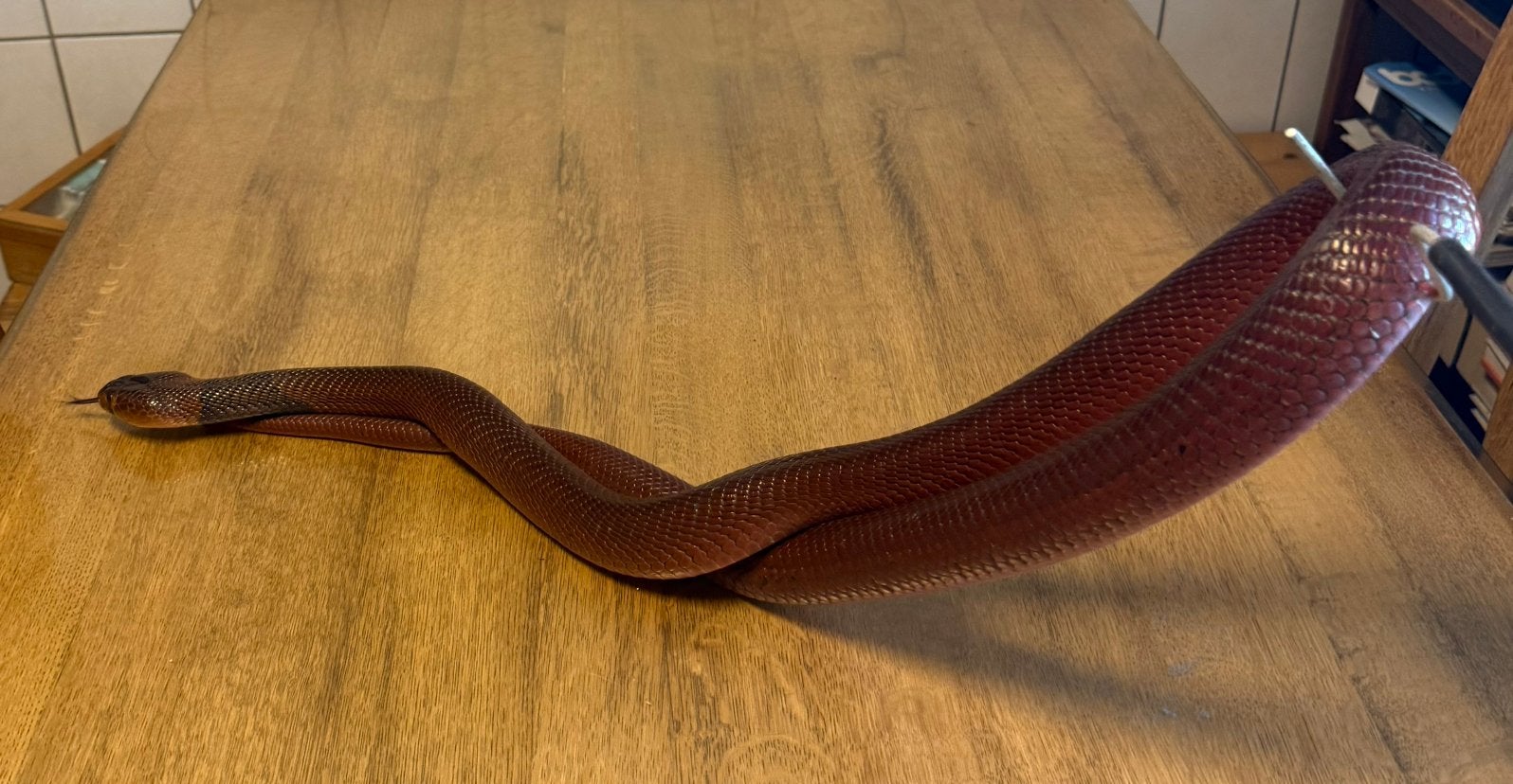 Naja pallida, Rode spuwende cobra, Slang, 7 tot 10 jaar