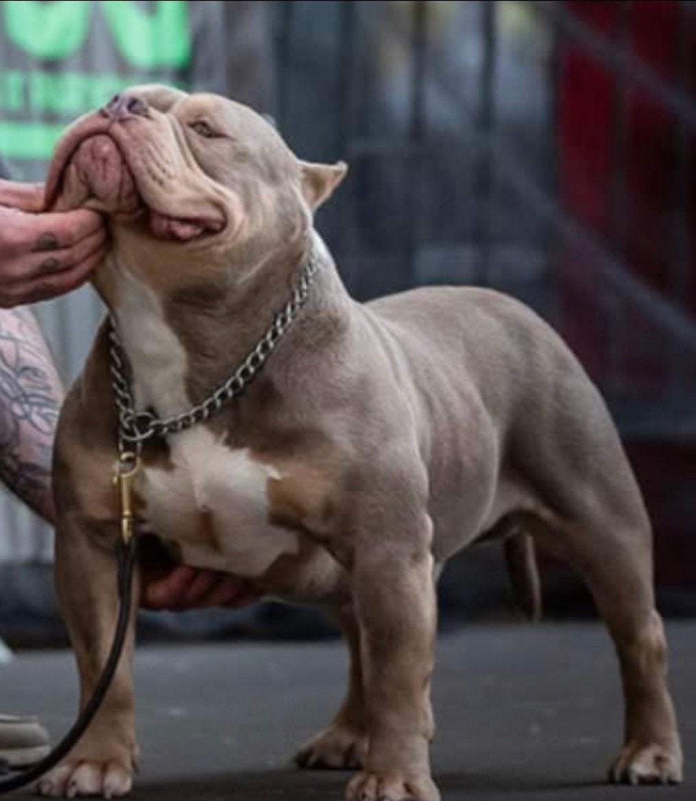 American bully lilac tri dekreu, Particulier, Reu, Buitenland, Parvo