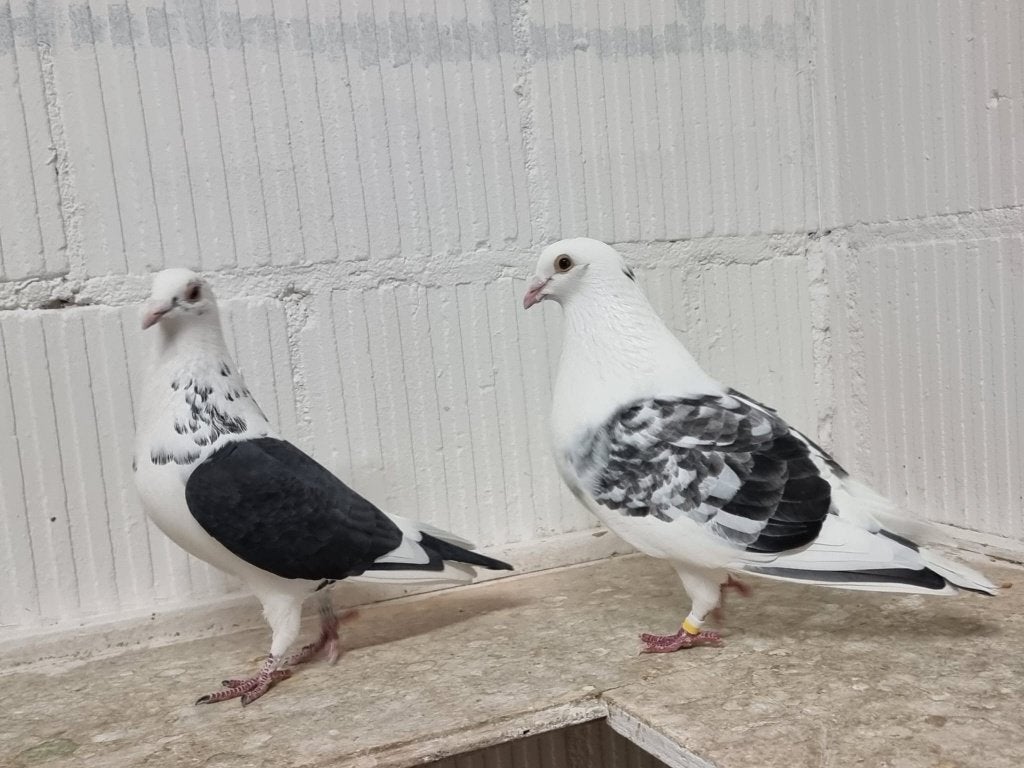 Koppel Postduiven kleur marmer, Meerdere dieren, Postduif