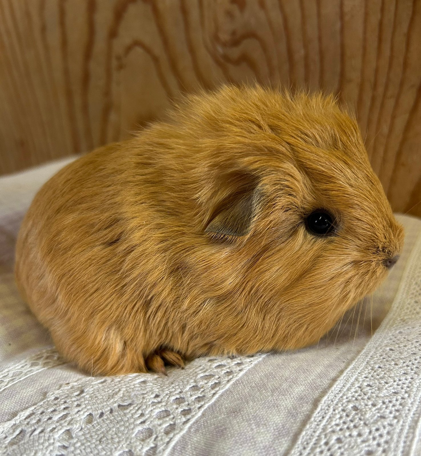 Jong cavia mannetje mixje, Dieren en Toebehoren, Knaagdieren, Mei, Mannelijk, Cavia