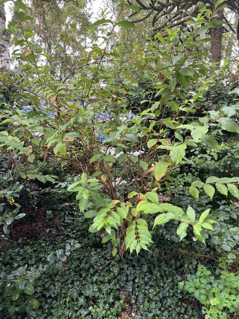 Gratis Weigela Florida (roze bloemen), Tuin en Terras, Ophalen, Overige soorten, Struik, 100 tot 250 cm