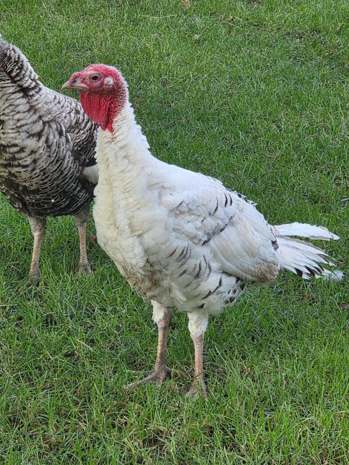 kalkoen haan., Dieren en Toebehoren, Pluimvee, Mannelijk, Kalkoen