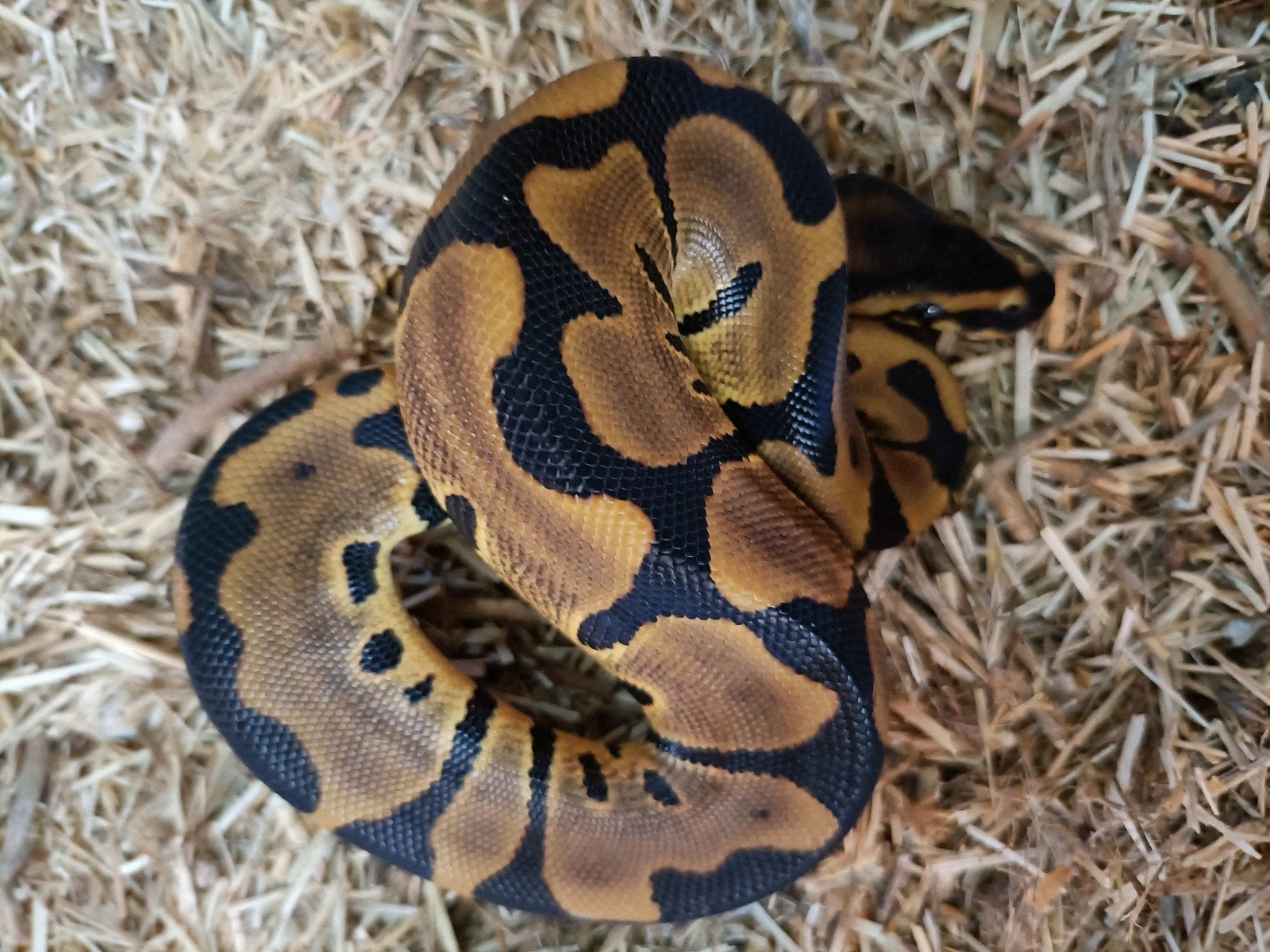 Jonge koningsphython,s Ball Python - unknown for sale from Andre