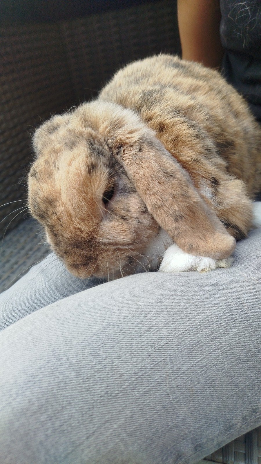 mannetjes konijn met hok, Dieren en Toebehoren, Mannelijk