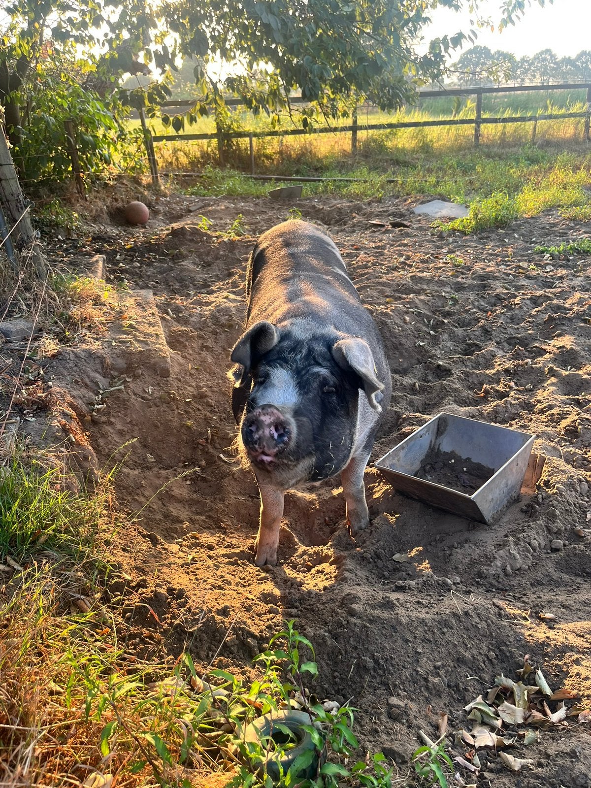 Berkshire x Duroc biggen, Meerdere dieren, Varken, 0 tot 2 jaar