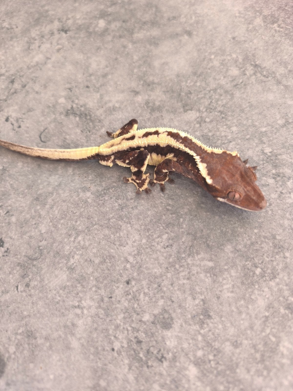 Wimpergekko frappucino mannetje Crested Gecko - male for sale from Hypertrophy Bullys