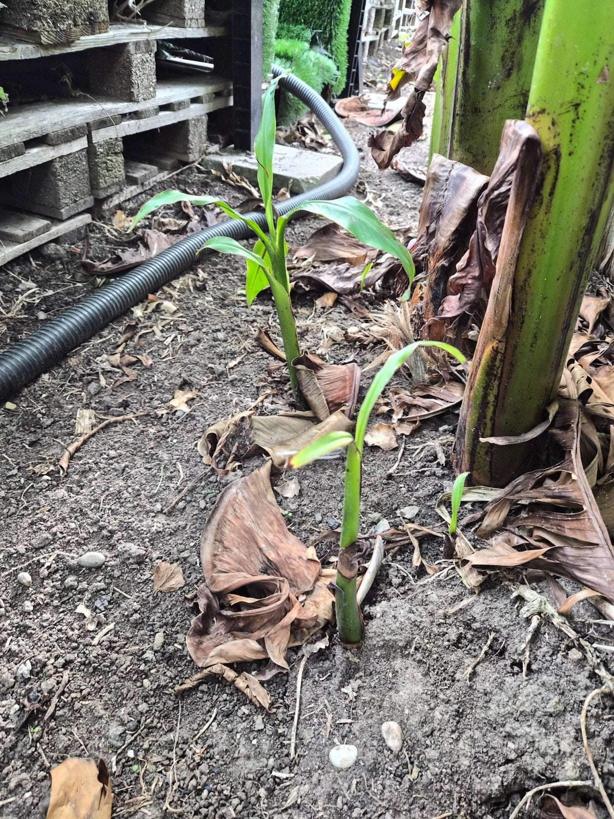 2 kleine bananenboom stekjes - zelf uitsteken, Ophalen, Volle zon, Vaste plant, Bloeit niet