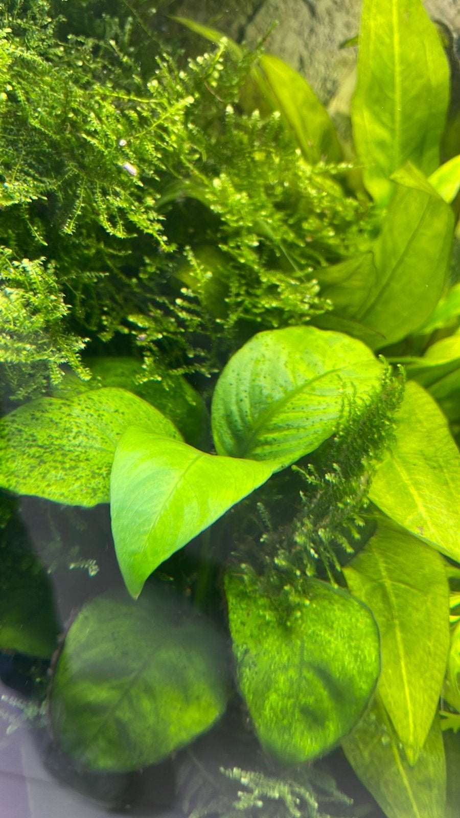 Anubias barteri, Dieren en Toebehoren, Vis
