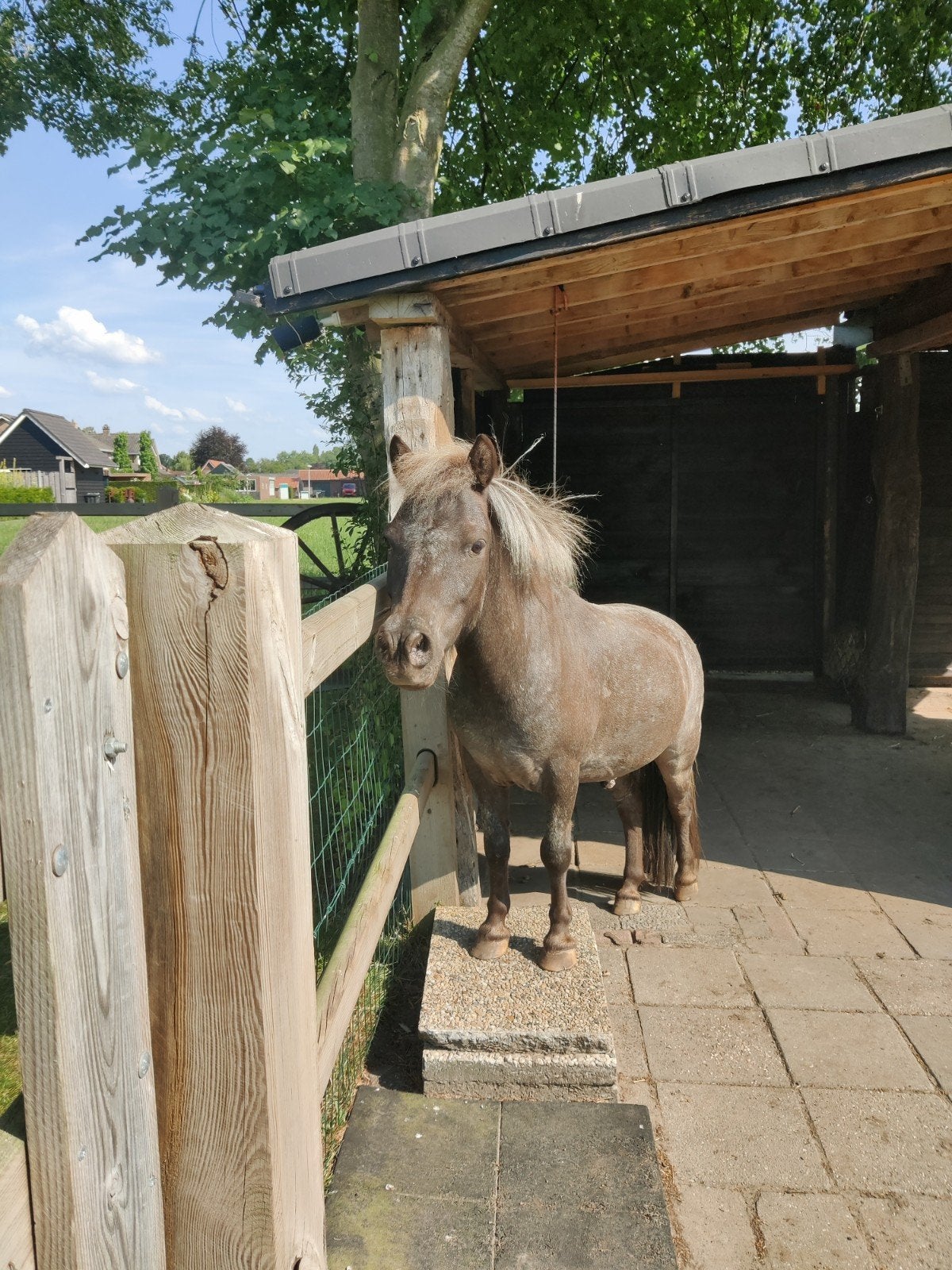 Verzorger gezocht voor lieve pony's, Ophalen