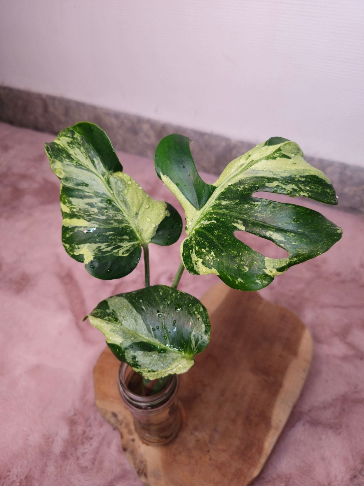 Monstera oceana mint, Ophalen of Verzenden