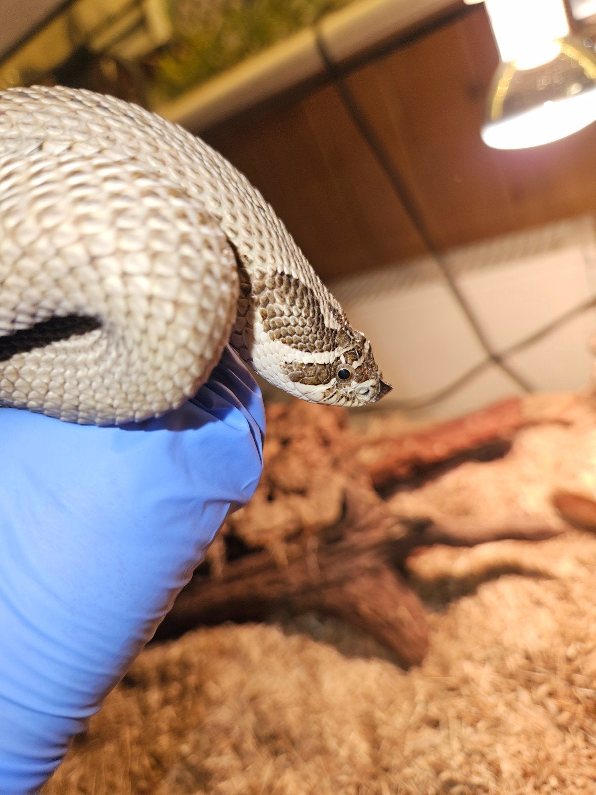 1.1 Haakneusslang Conda (Heterodon nasicus nasicus), 0 tot 2 jaar