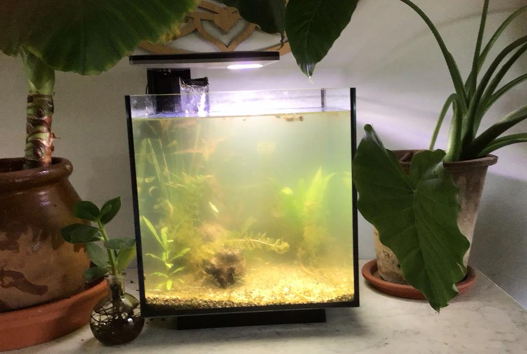 VERKOCHT aquarium inclusief vissen,pompje en verlichting, Ophalen, Gebruikt, Gevuld zoetwateraquarium