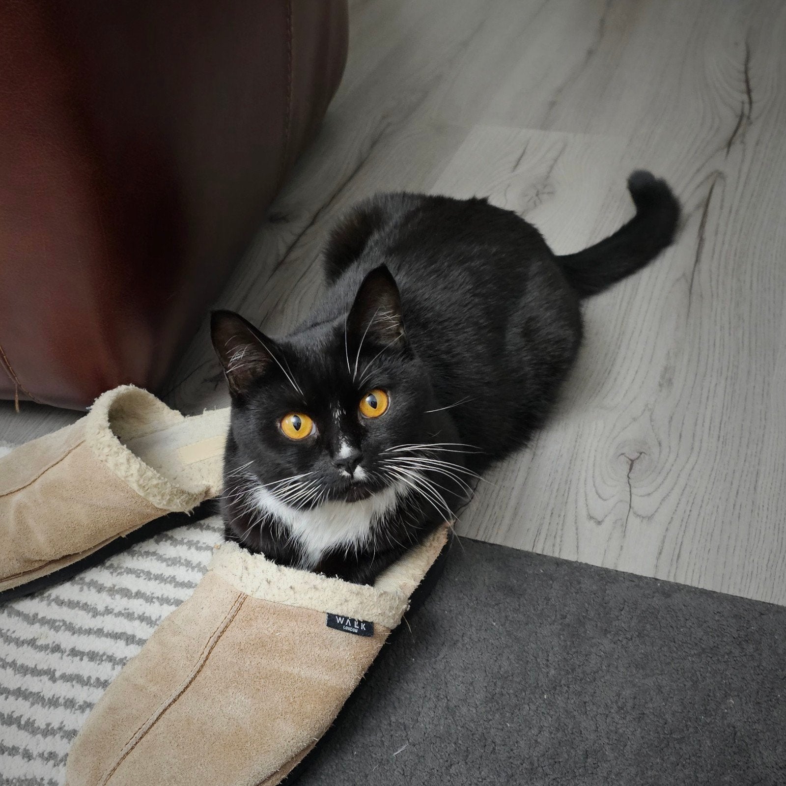 Gecastreerde kater Tilius incl. alle toebehoren, Kater, Gechipt, 3 tot 5 jaar