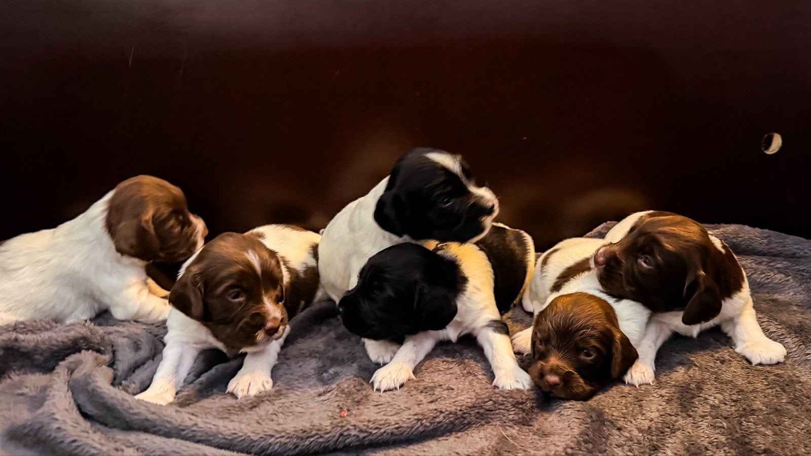 Engelse Springer Spaniel pups te koop, Parvo, 8 tot 15 weken, Meerdere, Meerdere dieren