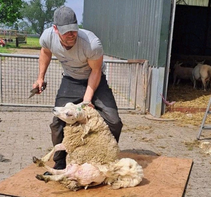 Schapen scheren, Vrouwelijk, Schaap