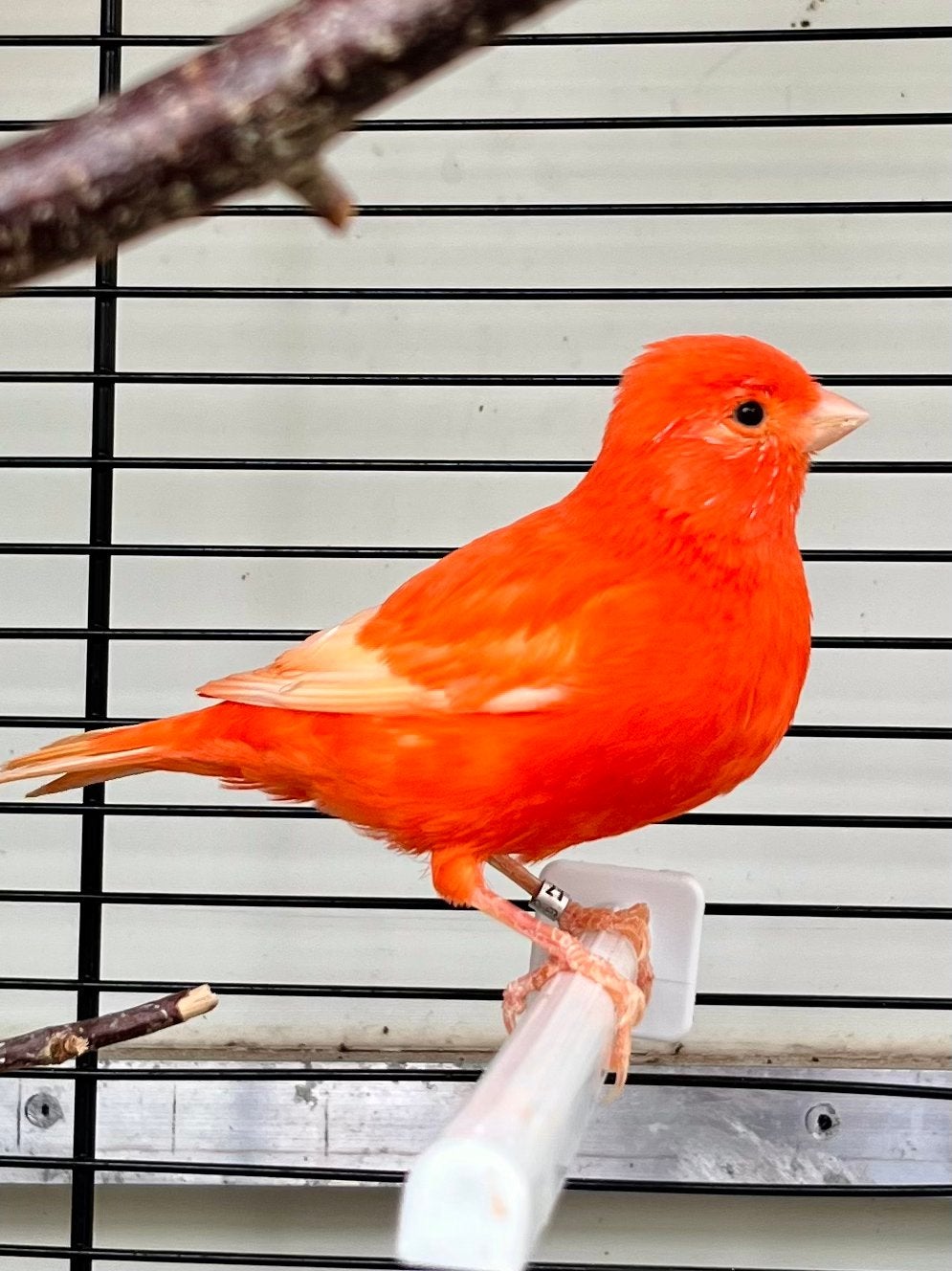 Rode kanaries, Meerdere dieren, Kleurkanarie
