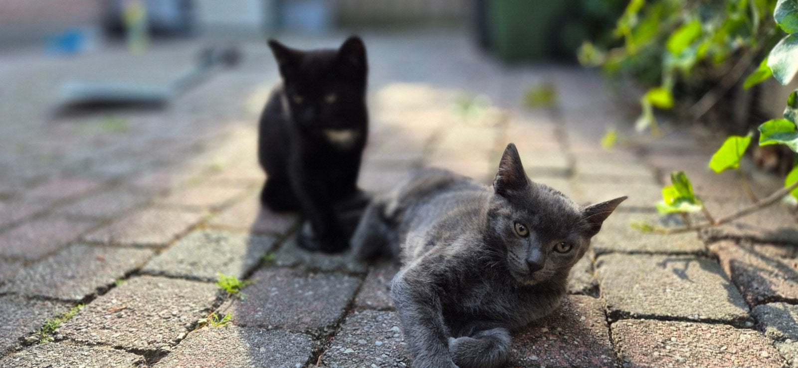 Twee lieve kittens opzoek naar een nieuw baasje