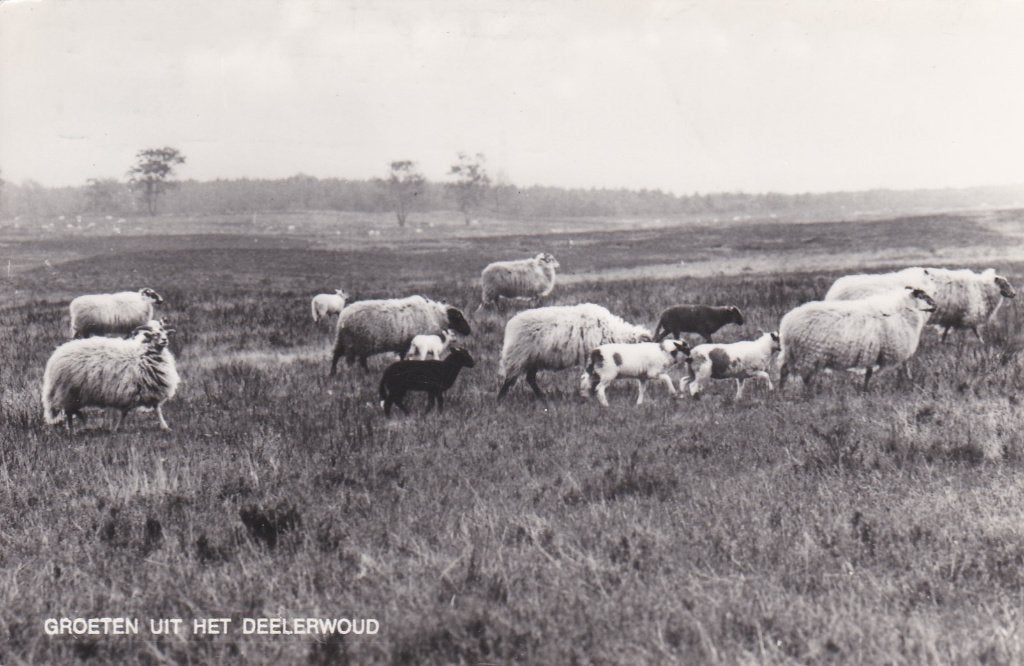 18563 groeten uit het Deelerwoud Wageningen Bennekom Renkum, Verzenden, 1960 tot 1980, Gelopen, Gelderland