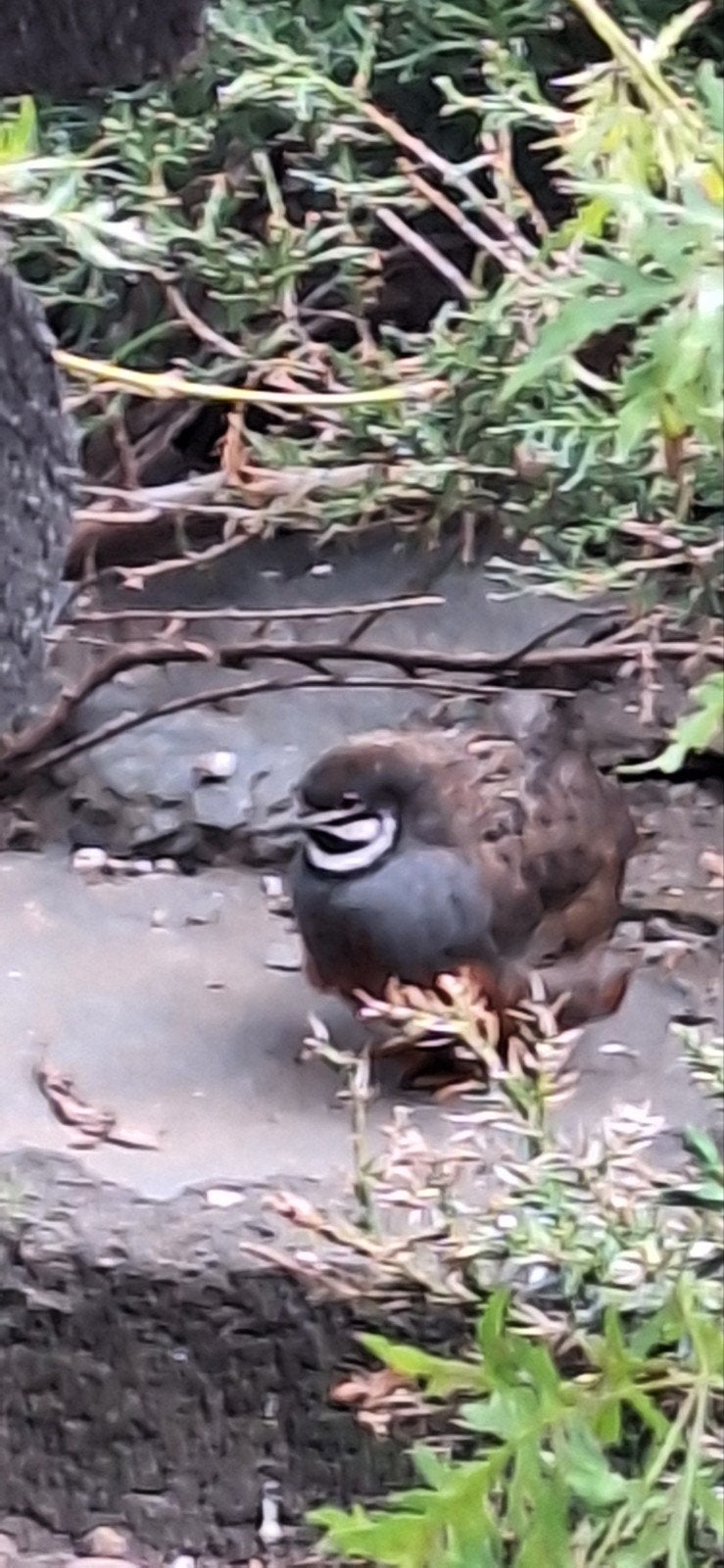 chinese dwergkwartels, Meerdere dieren