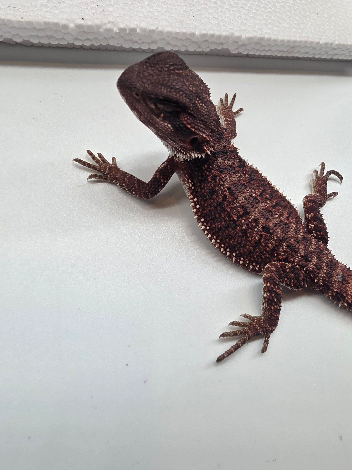 dark red monster, het hypo, man, Dieren en Toebehoren, Hagedis, 0 tot 2 jaar