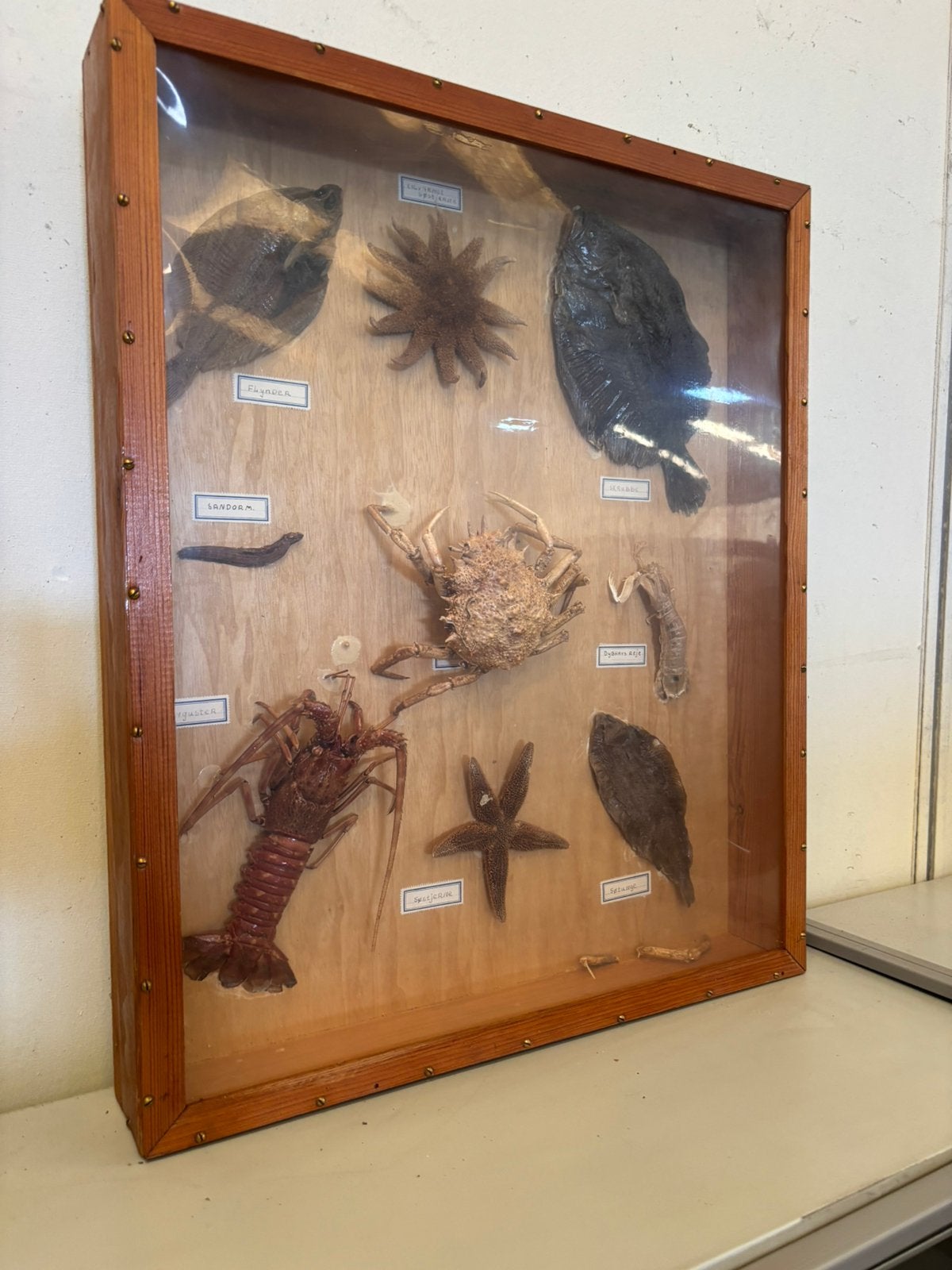 Vintage displays met zeedieren, Ophalen