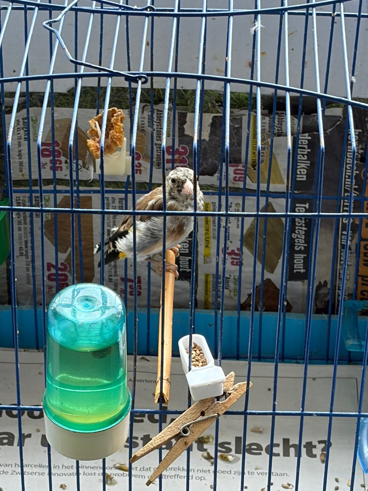 Putter, Dieren en Toebehoren, Mannelijk, Wildzangvogel, Geringd