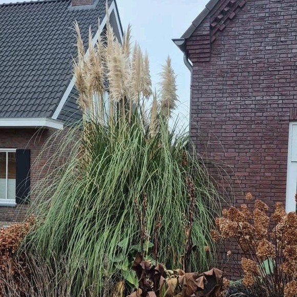 pampa gras, Ophalen, Vaste plant, Siergrassen, Volle zon