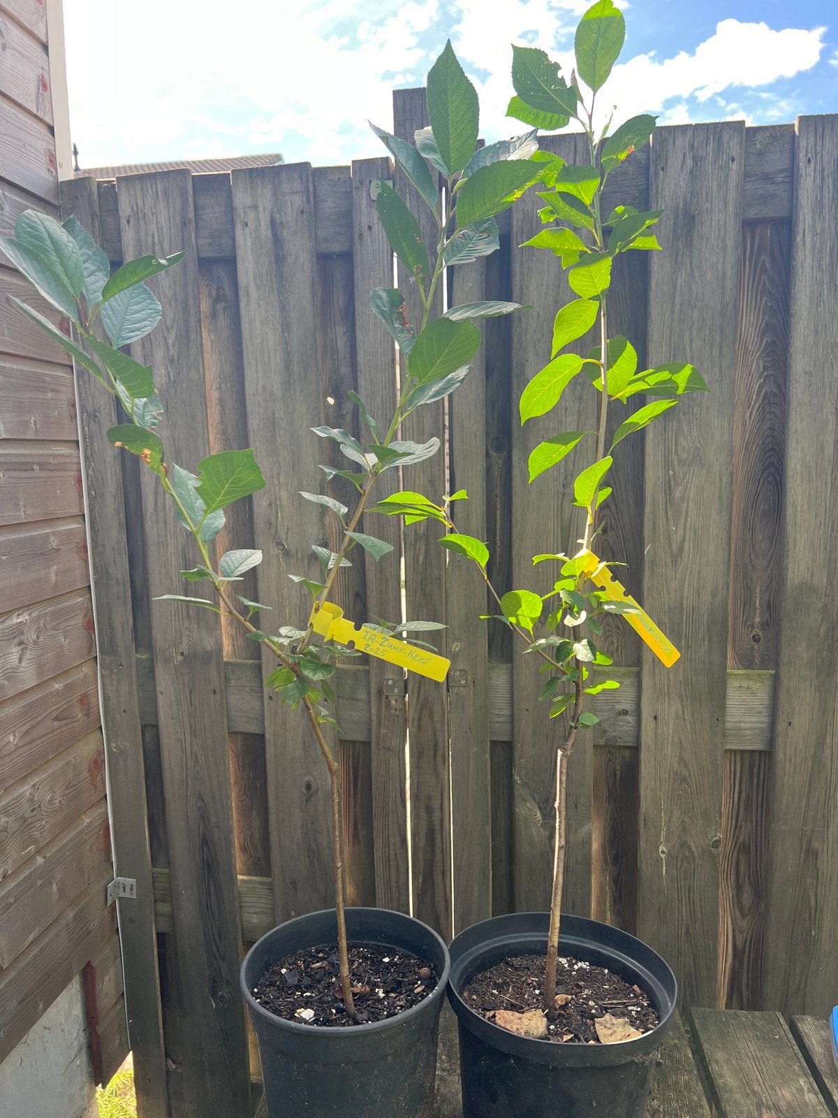 Orginele Perzische Zure Kers 2 jaar oud, ideaal voor enting, Lente, 100 tot 250 cm, Volle zon, In pot