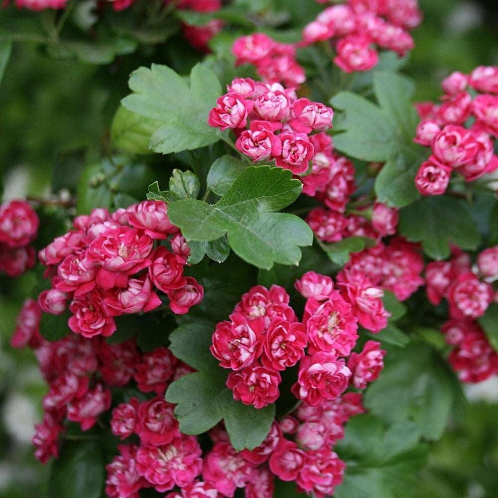 Crataegus laevigata 'Paul's Scarlet' 🌿🌺 (rode meidoorn), Tuin en Terras, Ophalen