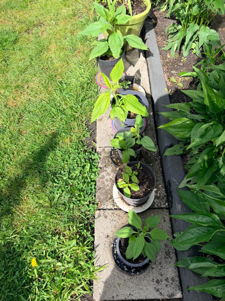Aardpeer stekken te koop, Tuin en Terras, Volle zon, Vaste plant, Zomer, Ophalen